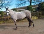 Te koop 7-jarige ruin, Dieren en Toebehoren, Pony's, Gechipt, Ruin, Dressuurpony, Zadelmak