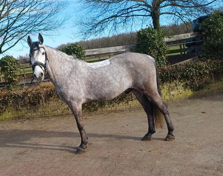 Te koop 7-jarige ruin, Dieren en Toebehoren, Pony's, Ruin, Zadelmak, D pony (1.37m tot 1.48m), Dressuurpony, 7 tot 10 jaar, Gechipt
