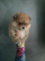 pomeriaan pups/puppy 100% bearface nl nest, Dieren en Toebehoren, Honden | Poolhonden, Keeshonden en Oertypen, Keeshond, CDV (hondenziekte)