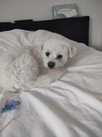 Maltezer, Reu, CDV (hondenziekte), 1 tot 2 jaar, Eén hond