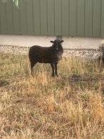 Oussant ooi lammetjes, Dieren en Toebehoren, Schapen, Geiten en Varkens, Vrouwelijk, Schaap