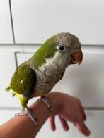 Muisparkiet tam, inclusief certificaat en montana vogelkooi, Dieren en Toebehoren, Mannelijk, Papegaai, Tam