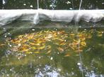 baby koi van 7/10 cm vanaf 2,40 €/stuk., Karper of Koi
