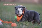 Mooie en Gezonde Engelse bulldog-puppy's, Rabiës (hondsdolheid), 8 tot 15 weken, Buitenland, Bulldog