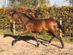 Unieke kans! Knappe jaarling merrie Fynch Hatton x Koning, Dieren en Toebehoren, Paarden, Merrie, Minder dan 160 cm, Gechipt, Dressuurpaard