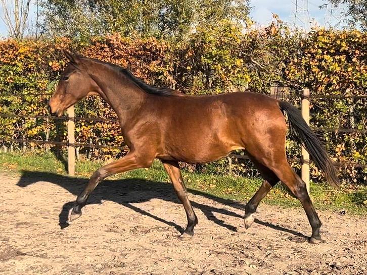 Unieke kans! Knappe jaarling merrie Fynch Hatton x Koning, Dieren en Toebehoren, Paarden, Merrie, Onbeleerd, Minder dan 160 cm
