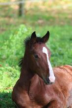 Veelbelovend springmerrieveulen v. O’Connor TN, Dieren en Toebehoren, Paarden, Merrie, Springpaard, Gechipt, 0 tot 2 jaar