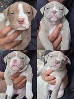 American Bully Pocket pups, Dieren en Toebehoren, Honden | Bulldogs, Pinschers en Molossers, Overige rassen, CDV (hondenziekte)