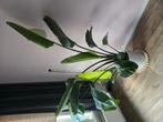 Strelitzia nicolai kamerplant, Ophalen, Overige soorten
