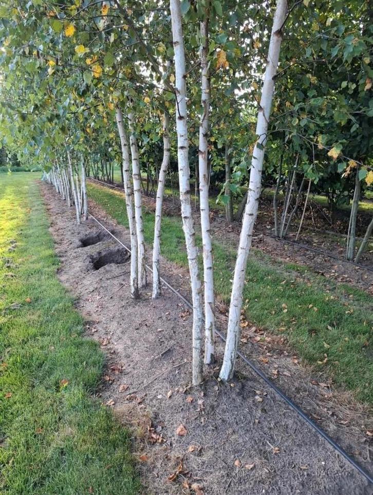 Betula meerstammige berkenbomen in verschillende maten, Tuin en Terras, Planten | Bomen, Overige soorten, Volle zon, In pot, Ophalen of Verzenden