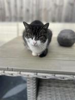 Kat, Dieren en Toebehoren, Katten en Kittens | Overige Katten, Poes, Kortharig, 6 jaar of ouder
