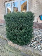 Taxus struik - 90x80x120 cm, Tuin en Terras, Ophalen, Bloeit niet, Halfschaduw, Overige soorten