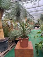 Yucca filifera 50-60 cm I Bezoek ons tropisch tuincentrum, Tuin en Terras, Planten | Tuinplanten, Vaste plant, Verzenden
