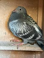 Jonge duif, Vrouwelijk, Postduif