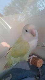 GEZOCHT!! : OPALINE ROSEICOLLIS MAN., Geslacht onbekend, Dwergpapegaai of Agapornis, Geringd