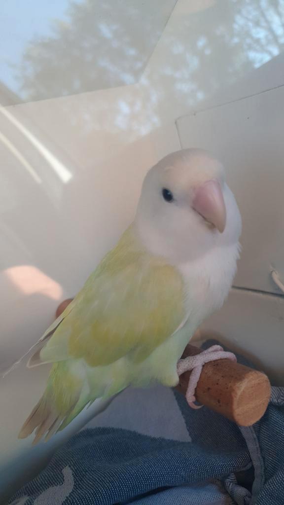 GEZOCHT!! : OPALINE ROSEICOLLIS MAN., Dieren en Toebehoren, Vogels | Parkieten en Papegaaien, Dwergpapegaai of Agapornis, Geslacht onbekend