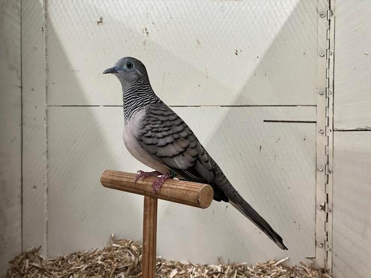 Vredes duif, Dieren en Toebehoren, Vogels | Duiven, Overige soorten, Mannelijk