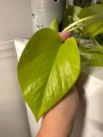 Epipremnum Neon stekken te koop!, Huis en Inrichting, Kamerplanten, Ophalen, Halfschaduw, Minder dan 100 cm