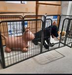 Te koop puppyren / puppyrennen, Ophalen, Nieuw, 110 cm of meer, 65 tot 100 cm
