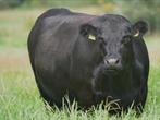 100% drachtige biologische  angus koeien te koop, Dieren en Toebehoren, Runderen, Vrouwelijk