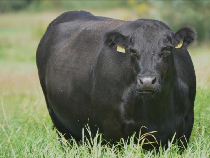 100% drachtige biologische  angus koeien te koop, Dieren en Toebehoren, Runderen, Vrouwelijk