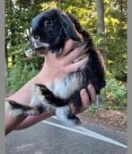Enkele lieve jonge Nederlandse Hangoordwergjes. NHD dwerg, Dieren en Toebehoren, Konijnen, Meerdere dieren, Dwerg, Hangoor, 0 tot 2 jaar