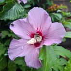 Hibiscus lila, Tuin en Terras, Planten | Tuinplanten, Vaste plant, Halfschaduw, Zomer, Ophalen
