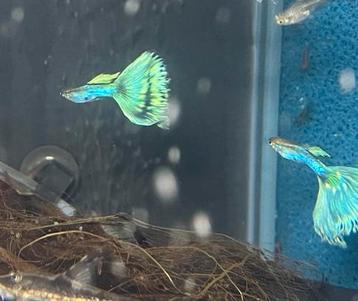 Prachtige Singa Blue Guppen Raszuiver! beschikbaar voor biedingen