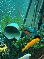 Hypsophrys nicaraguensis – Amerikaanse cichlide, Vis