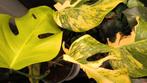 Monstera Aurea variegata / Marmorata 🌱, Overige soorten, Minder dan 100 cm, Groene kamerplant, Halfschaduw
