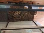 Paludarium 60x40x40, Dieren en Toebehoren, Reptielen en Amfibieën | Toebehoren, Ophalen, Gebruikt