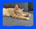 💙 Nog 1 lief katertje! 💙15 week- direct beschikbaar, Dieren en Toebehoren, Poes