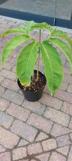 Diverse Voodoo Lelie planten., Ophalen of Verzenden, Overige soorten, Minder dan 100 cm