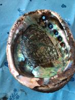 Abalone groot.17 cm, Verzamelen, Mineralen en Fossielen, Ophalen of Verzenden
