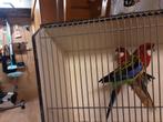 Rosellas  1 over  jarig en 2 jonge van  25, Dieren en Toebehoren, Vogels | Parkieten en Papegaaien, Meerdere dieren, Parkiet, Geringd