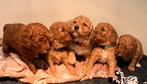 labradoodle mini pups, Overige rassen, 8 tot 15 weken, Geslacht onbekend, Parvo