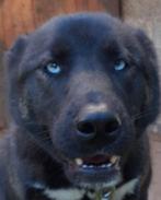 Super lieve kruising tussen Akita en Husky, Dieren en Toebehoren, 6 jaar of ouder, België, Particulier, Teef