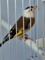 Bonte Parva putter Eagle Head 2025 popje, Vrouwelijk, Wildzangvogel