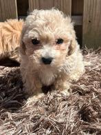 Te koop leuke maltipoo pups, Overige rassen, CDV (hondenziekte), 8 tot 15 weken, Meerdere