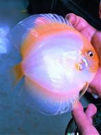 Discus White Butterfly 7 / 8 cm - Siner - Koidreams