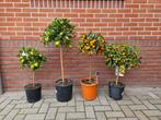 Kumquat & limequat boompjes, vitis bonsai, Tuin en Terras, Planten | Bomen, Minder dan 100 cm, Overige soorten, Ophalen