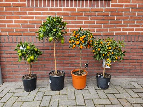 Kumquat & limequat boompjes, vitis bonsai, Tuin en Terras, Planten | Bomen, Overige soorten, Minder dan 100 cm, Ophalen