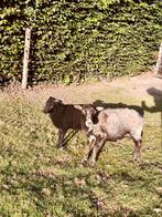 2 ouessant rammen, Dieren en Toebehoren, Schapen, Geiten en Varkens, Mannelijk, Schaap