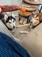 Dirk en Guus, Dieren en Toebehoren, 6 jaar of ouder, Rabiës (hondsdolheid), Reu, Poolhond