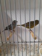 Man en  pop, Meerdere dieren, Kleurkanarie