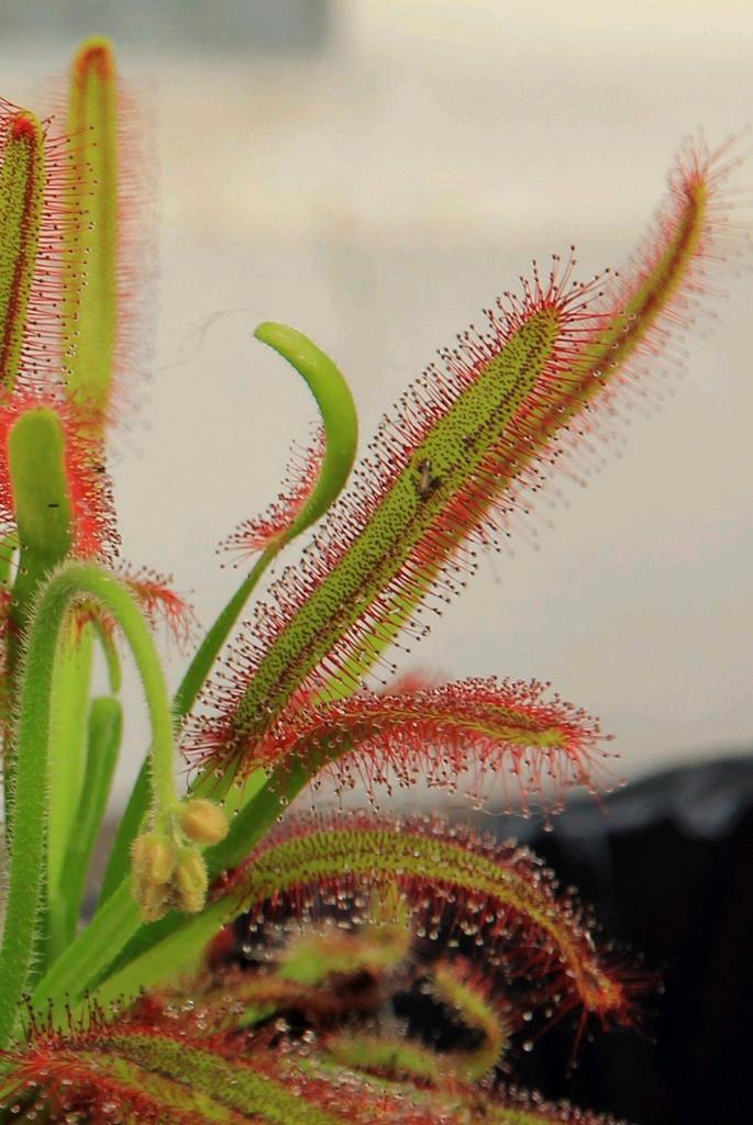 Bladstek Drosera capensis, Huis en Inrichting, Kamerplanten, Overige soorten, Minder dan 100 cm, Ophalen of Verzenden