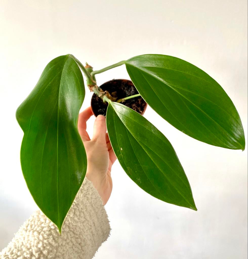 Groene kamerplant Rhaphidaphora Dragontail plantje, Huis en Inrichting, Kamerplanten, Overige soorten, In pot, Minder dan 100 cm