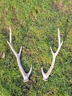 Afwerpstangen / gewei sika hert, Verzamelen, Ophalen of Verzenden, Hert, Gewei of Kop