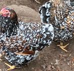 wyandotte kriel tollbunt  broedeieren, Dieren en Toebehoren, Pluimvee, Geslacht onbekend, Kip