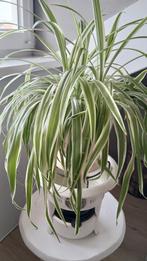 Grote graslelie in prachtige ecru pot op voet., Ophalen, Halfschaduw, Minder dan 100 cm